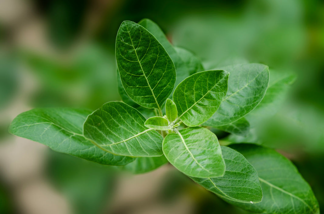 The Ultimate Guide to the Best Ashwagandha Gummies of 2024: Benefits, Selection, and Top Products
